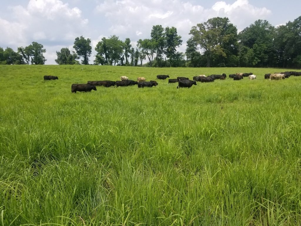 Cattle grazing in field of native grasses