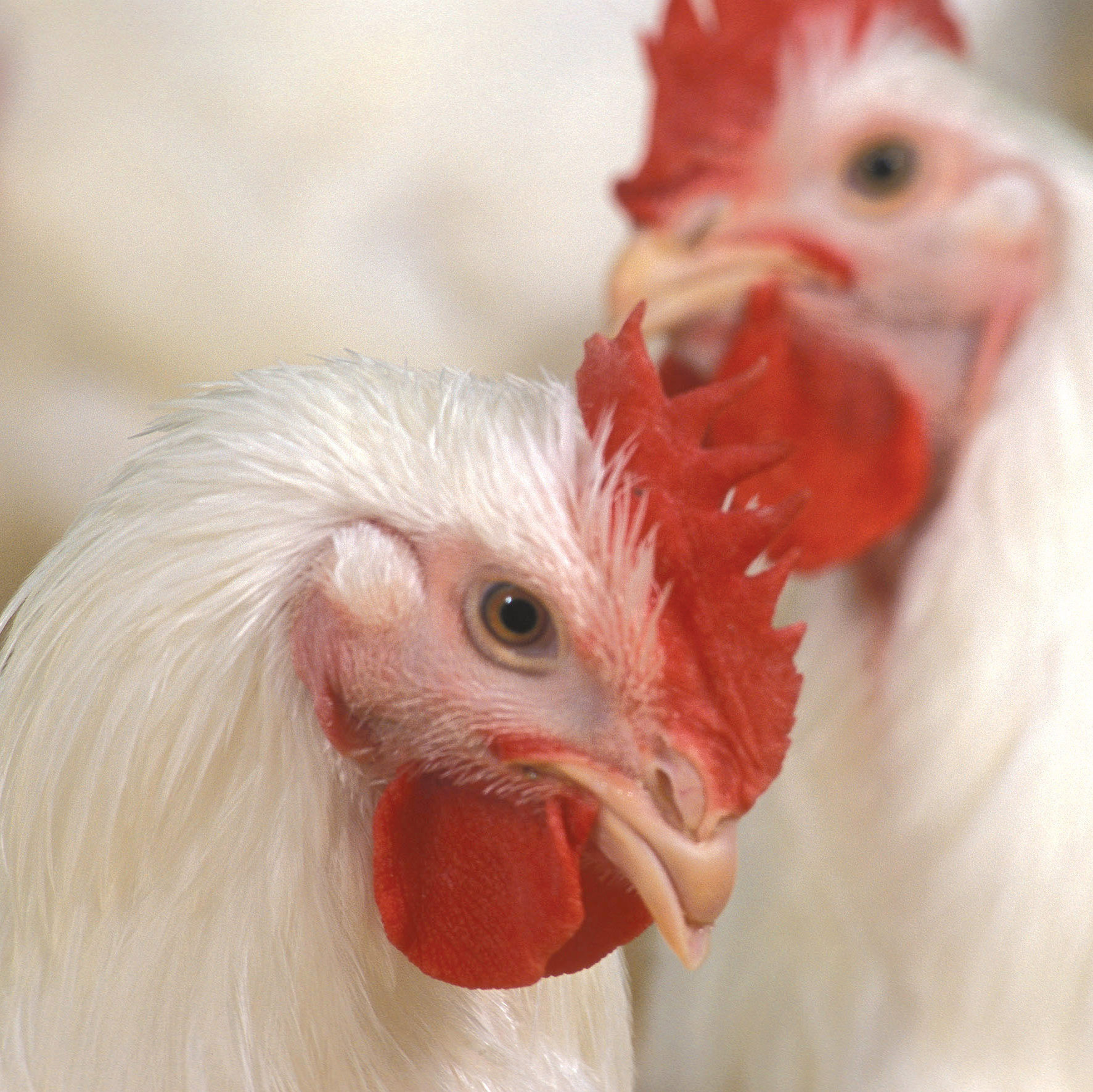 Closeup view of chickens 