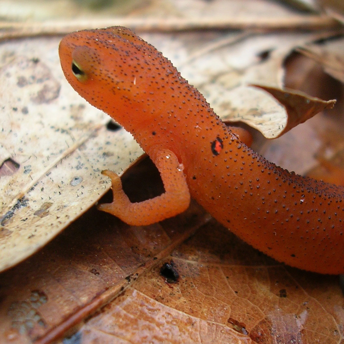 salamander 