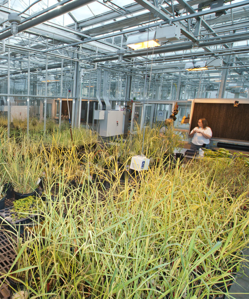 Plants growing inside the greenhouse 