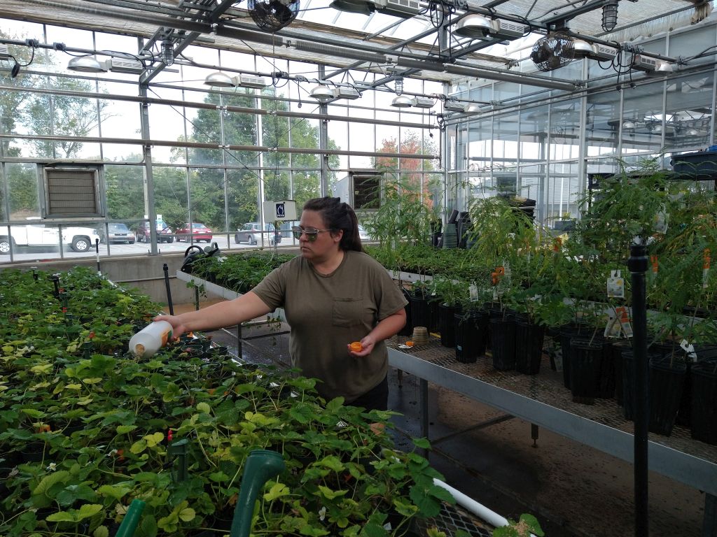 Technician applying Biocontrols to plants