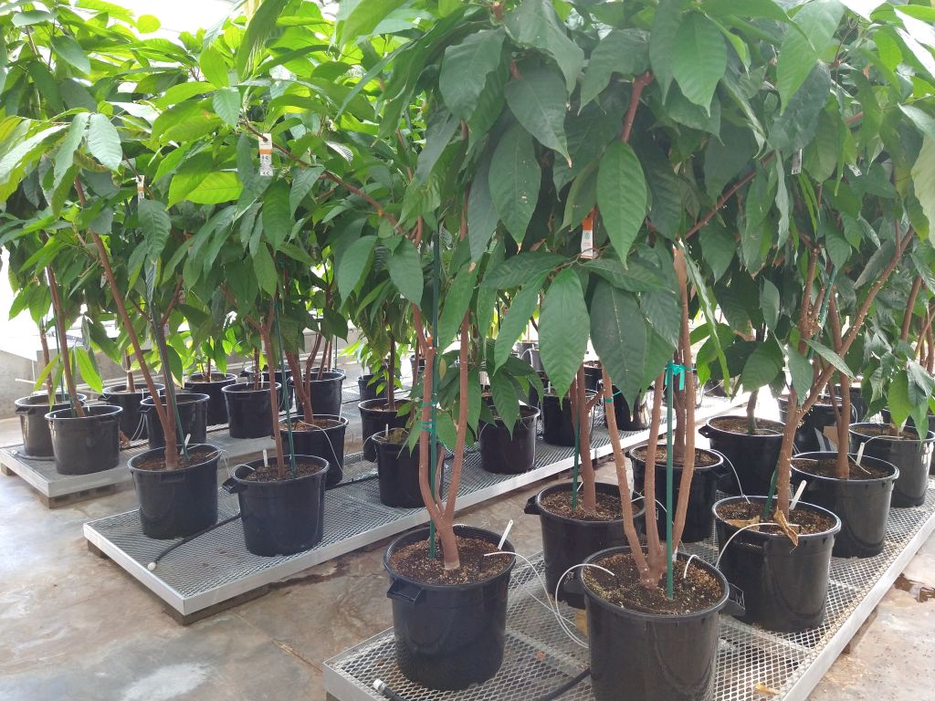 Cacao trees in conatiners