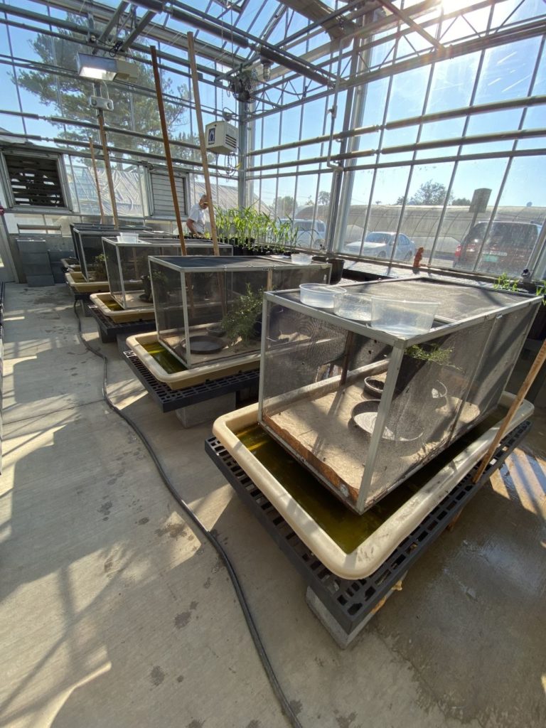 Entomology research project in one of the UTIA Greenhouses