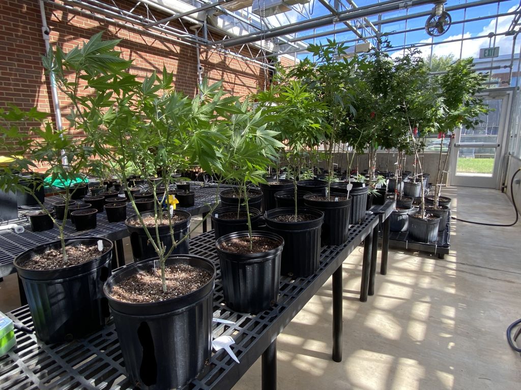 Hemp and Oak plants in containers
