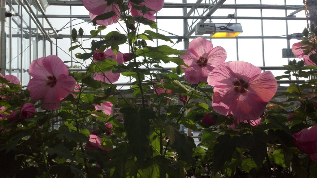 Hibiscus plants flowering in the greenhouse