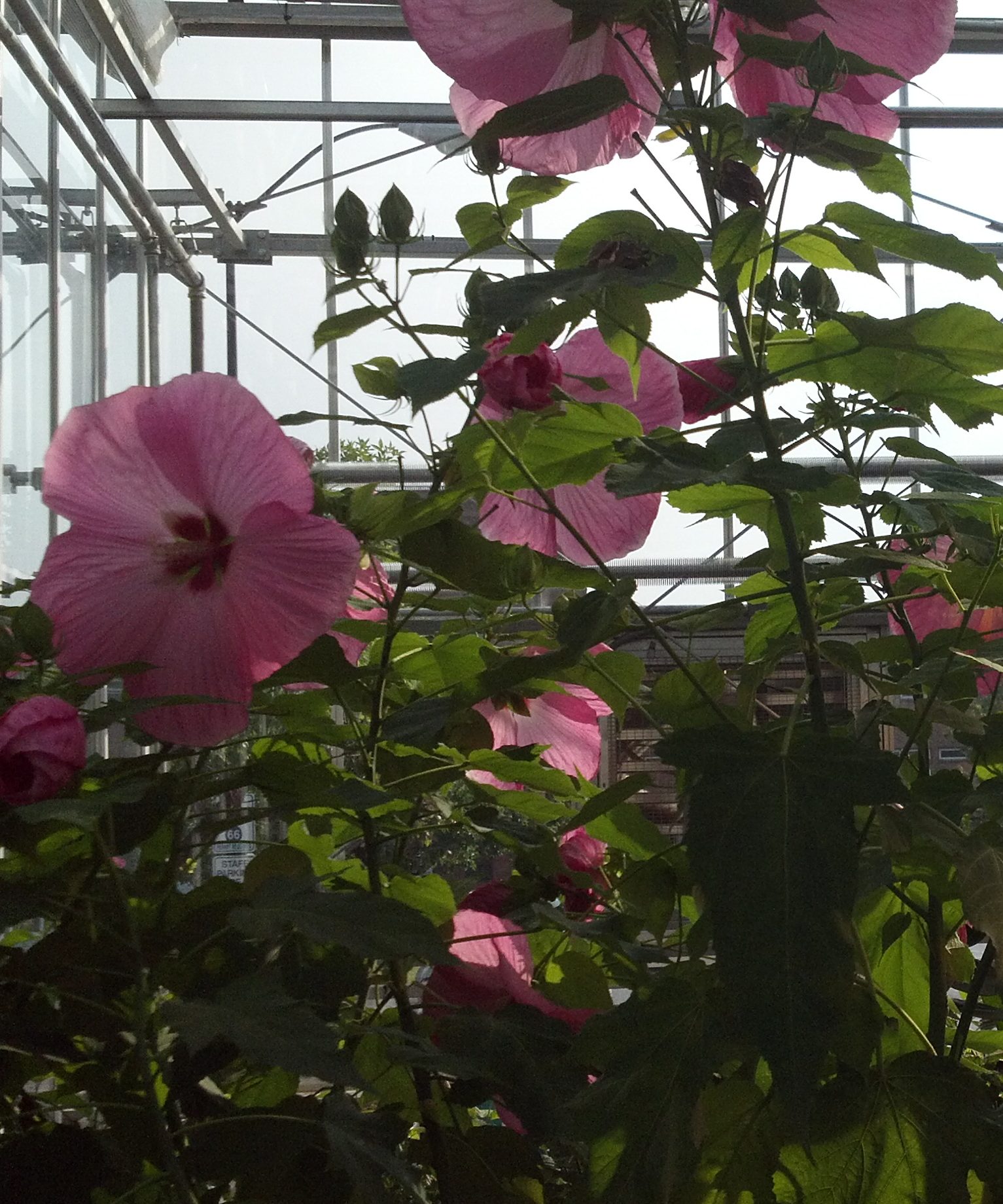 Hibiscus plants flowering in the greenhouse 