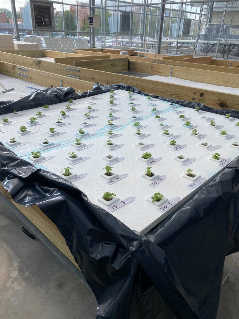 Hydroponic plants growing in the lab
