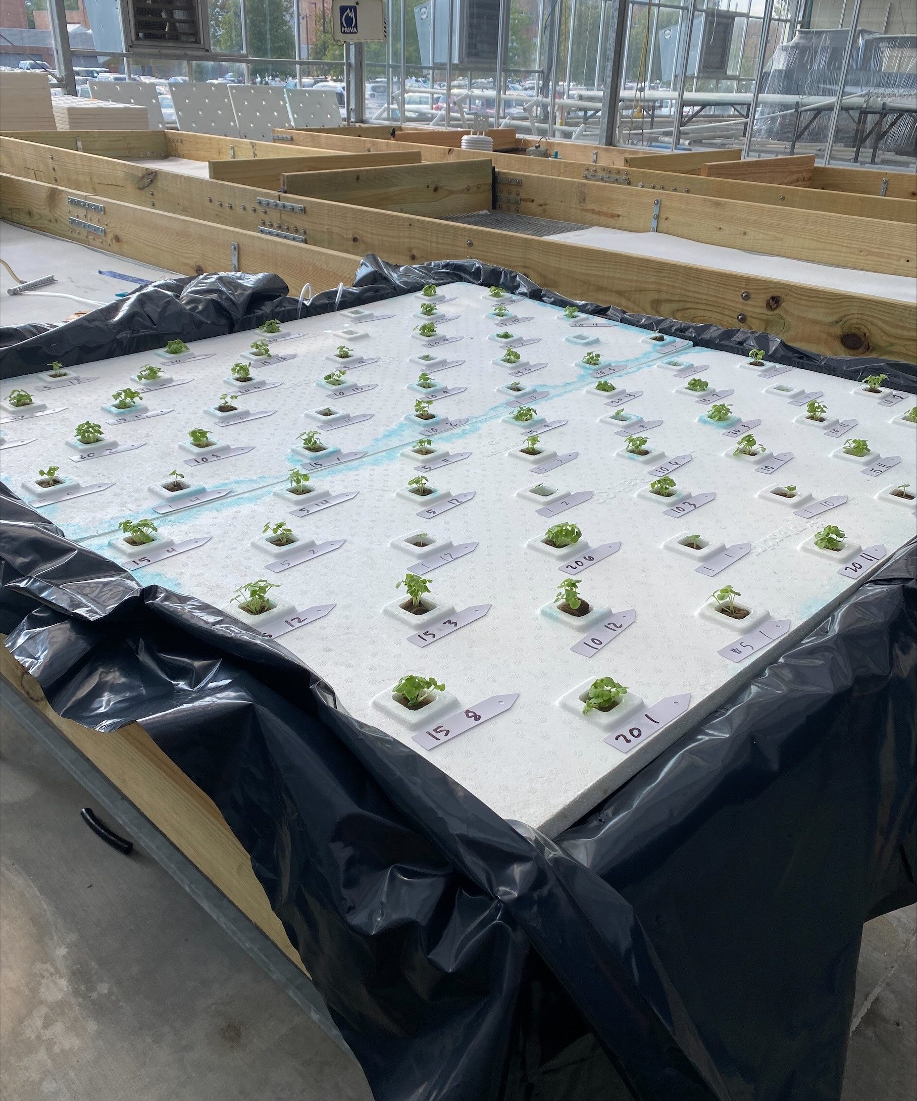 Hydroponic plants growing in the lab 