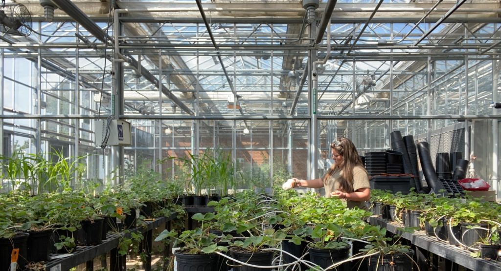 Technician applying Biocontrols to plants