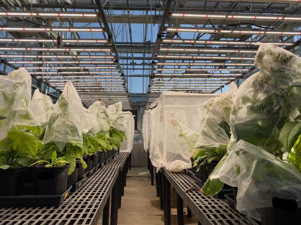 Tobacco plants in protective bags