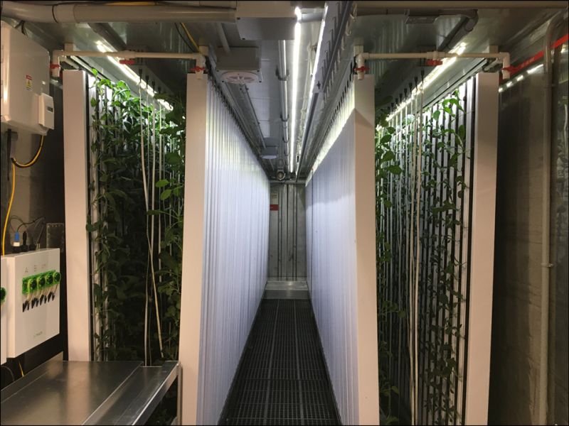 kale production in the Fresh Electric Farm facility