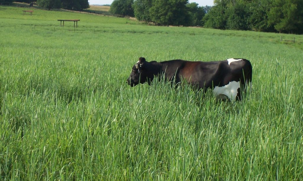 Cattle grazing in warm season grasses