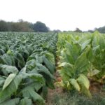 Tobacco crop on the Highland Rim AgResearch and Education Center in Springfield, Tennessee