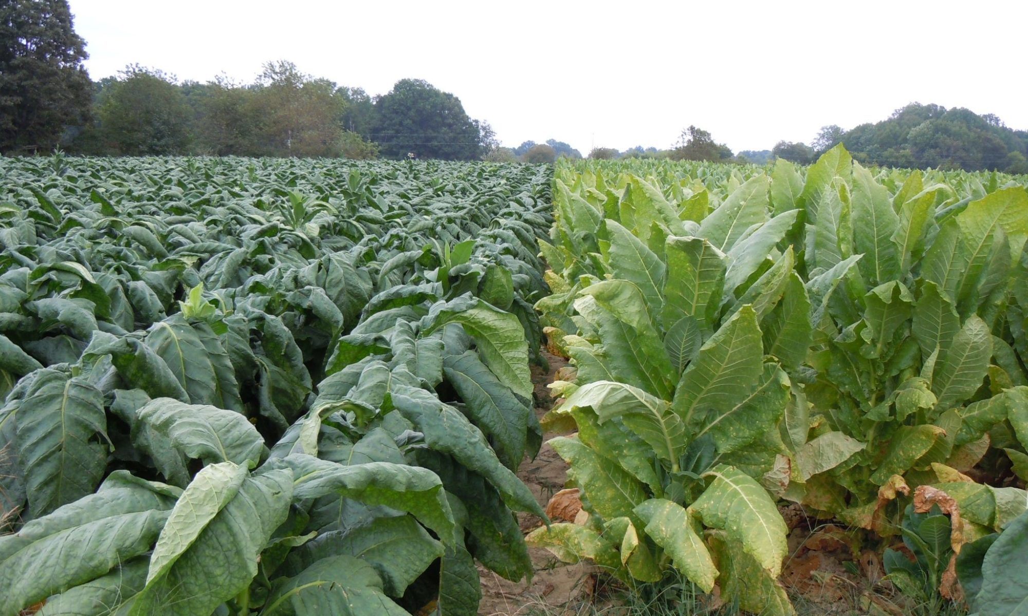 Tobacco crop on the Highland Rim AgResearch and Education Center in Springfield, Tennessee