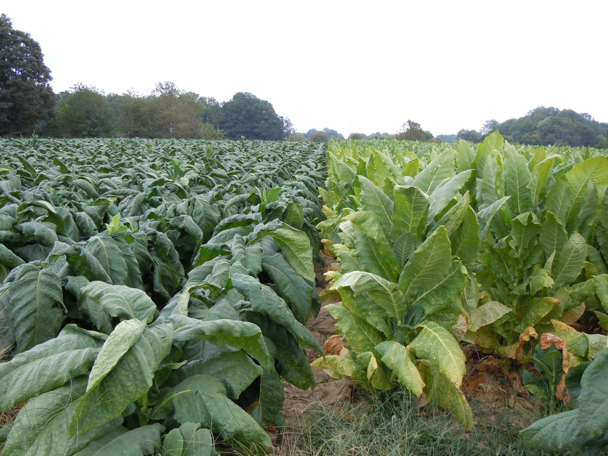 highland tobacco 2023 Tobacco, Beef and More Field Day