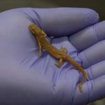 Salamander in lab at the UT Center for Wildlife Health