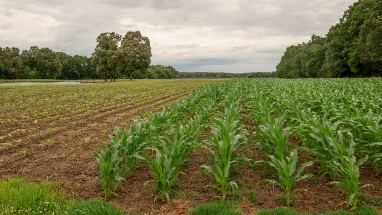 Climate-Smart Agriculture featured on Milan Center.
