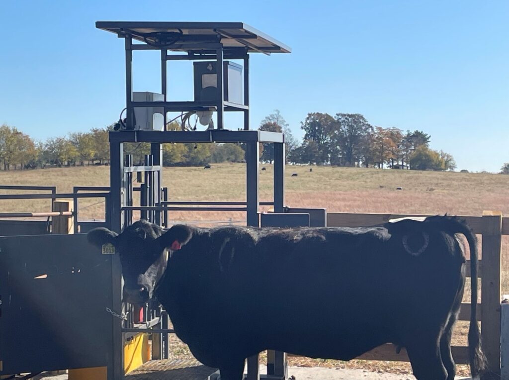 Cow standing beside smart feeder and scales on MTREC
