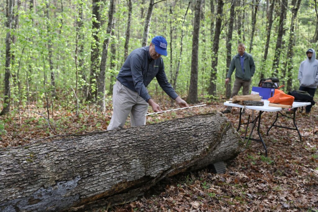 Scaling white oak log