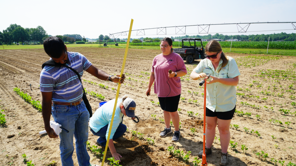 Intern students working in field at West TN AgREC