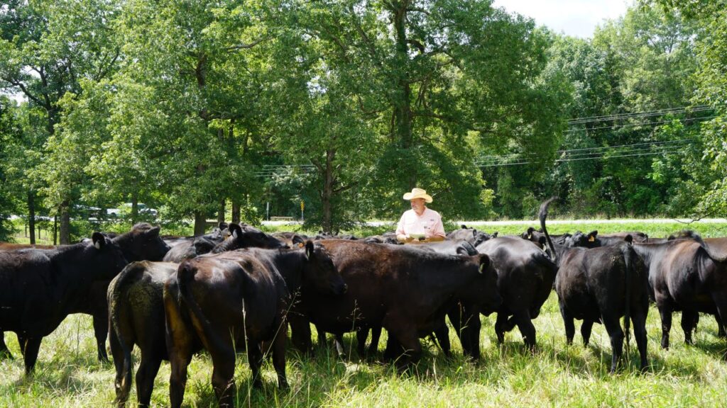 Staff working with cows on the Middle TN AgResearch and Education Center in Spring Hill, TN