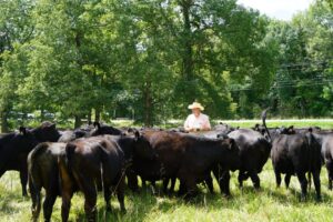 Staff working with cows on the Middle TN AgResearch and Education Center in Spring Hill, TN