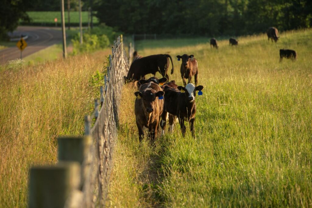 Cows near fence in pasture on the NE TN Research Center