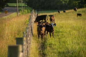 Cows near fence in pasture on the NE TN Research Center