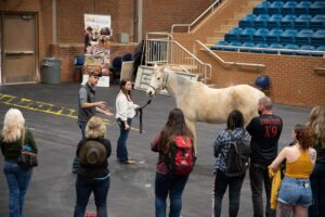 A horse being displayed to guests in Brehm Arena on the UT Institute of Agriculture Campus.