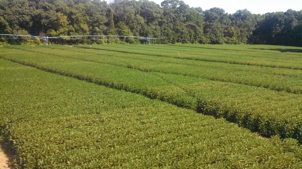 Soybean plantings for research at the AgREC at Milan, TN