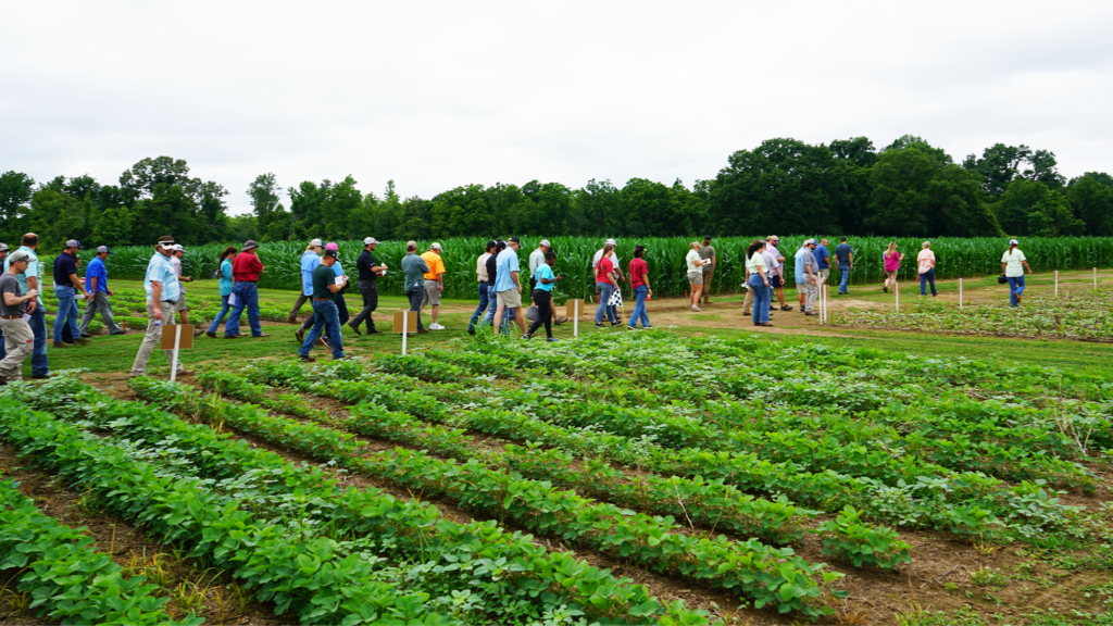 Participants viewing crops during an Annual Weed Tour event in Jackson.