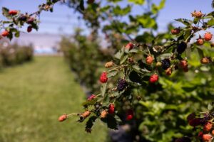 PIcture of blackberries ripening on the plant