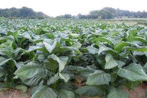 Tobacco plants on the Highland Rim REC