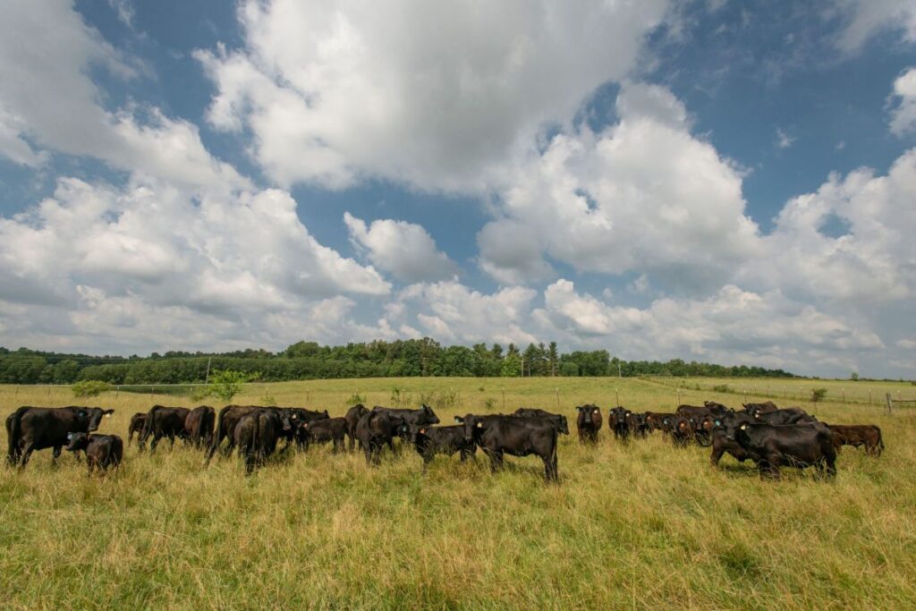 Cattle grazing in a field on the Plateau AgResearch and Education Center in Crossville, TN