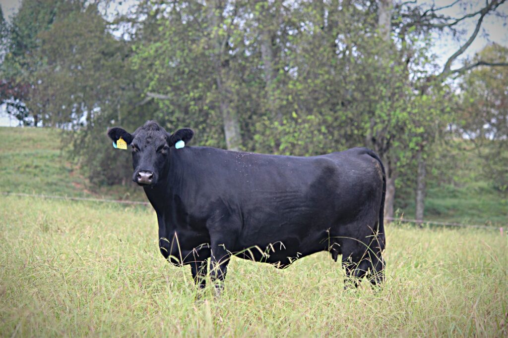 Beef cow in pasture on Middle TN AgResearch and Education Center