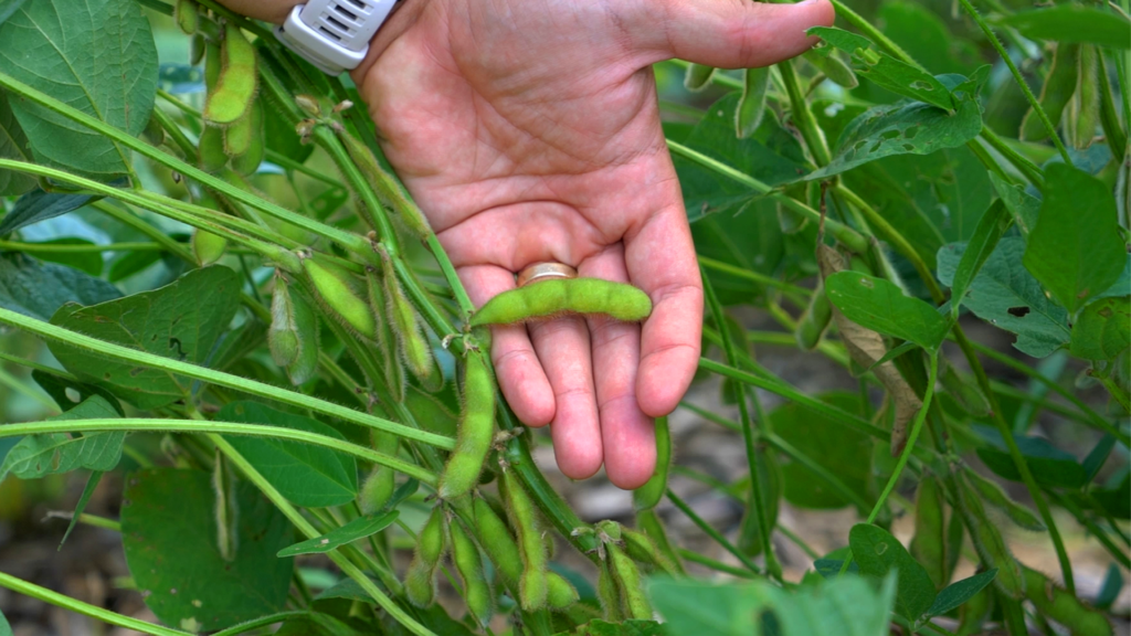 Research holding a soybean pod growing in the field.