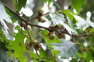 Red Oaks with acorns in the Jack Daniels Seed Orchard on the Forest Resources AgResearch and Education Center.