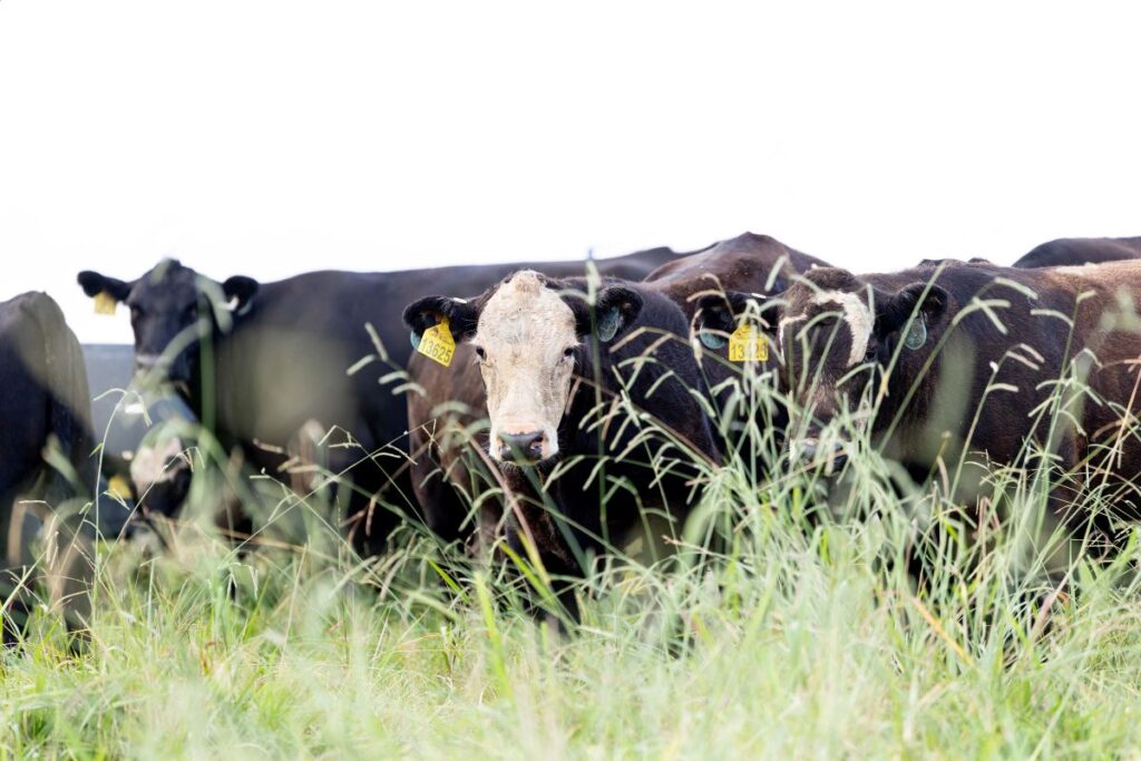 Cattle with tags in ears in a pasture on the Northeast Tennessee AgResearch and Education Center