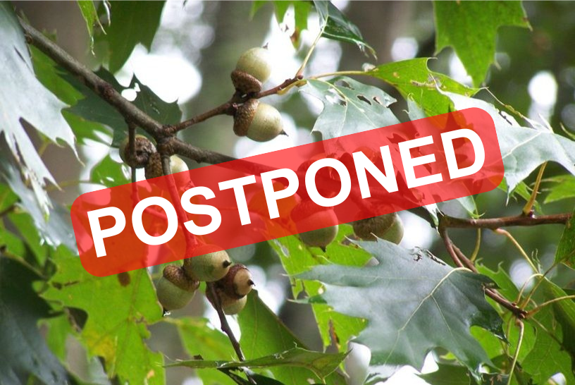 POSTPONED note on Red Oaks with acorns in the Jack Daniels Seed Orchard on the Forest Resources AgResearch and Education Center.