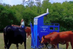 Claire Hunkler on horseback working with cattle and new precision livestock farming equipment.