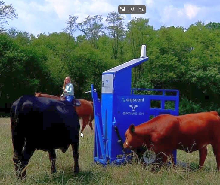 Claire Hunkler on horseback working with cattle and new precision livestock farming equipment.