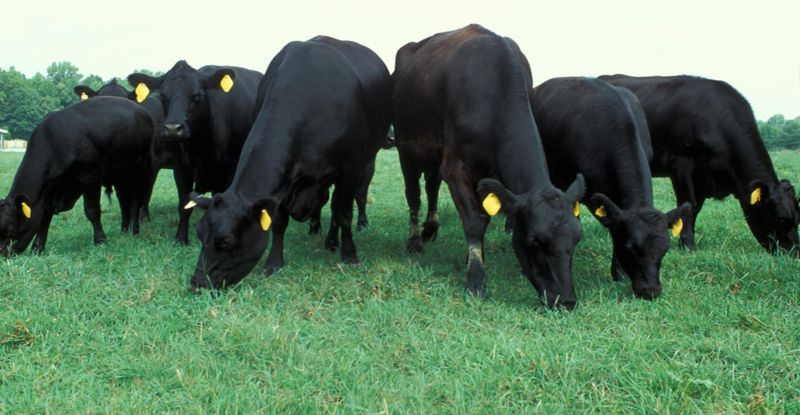 cattle grazing in field