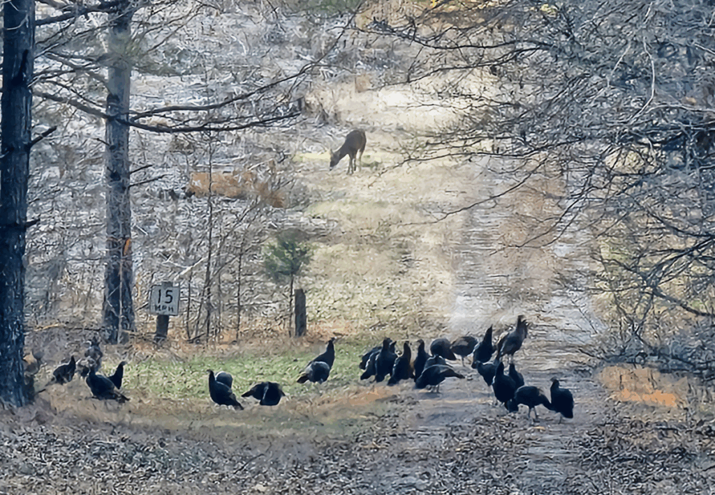 Flock of turkey in wooded area with a deer browsing in the background
