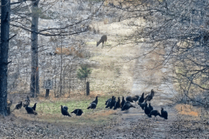 Flock of turkey in wooded area with a deer browsing in the background