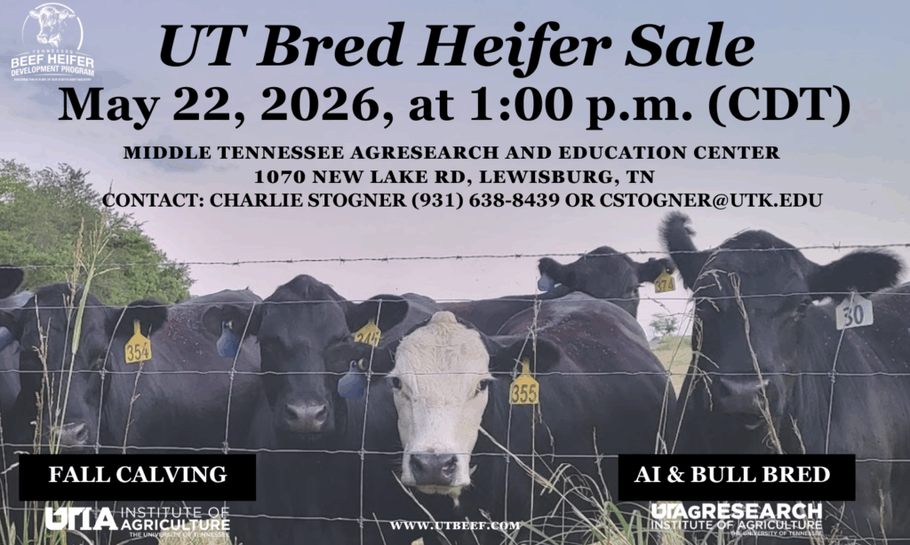 Postcard for the 2026 UT Bred Heifer Sale