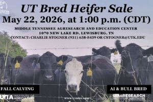 Postcard for the 2026 UT Bred Heifer Sale