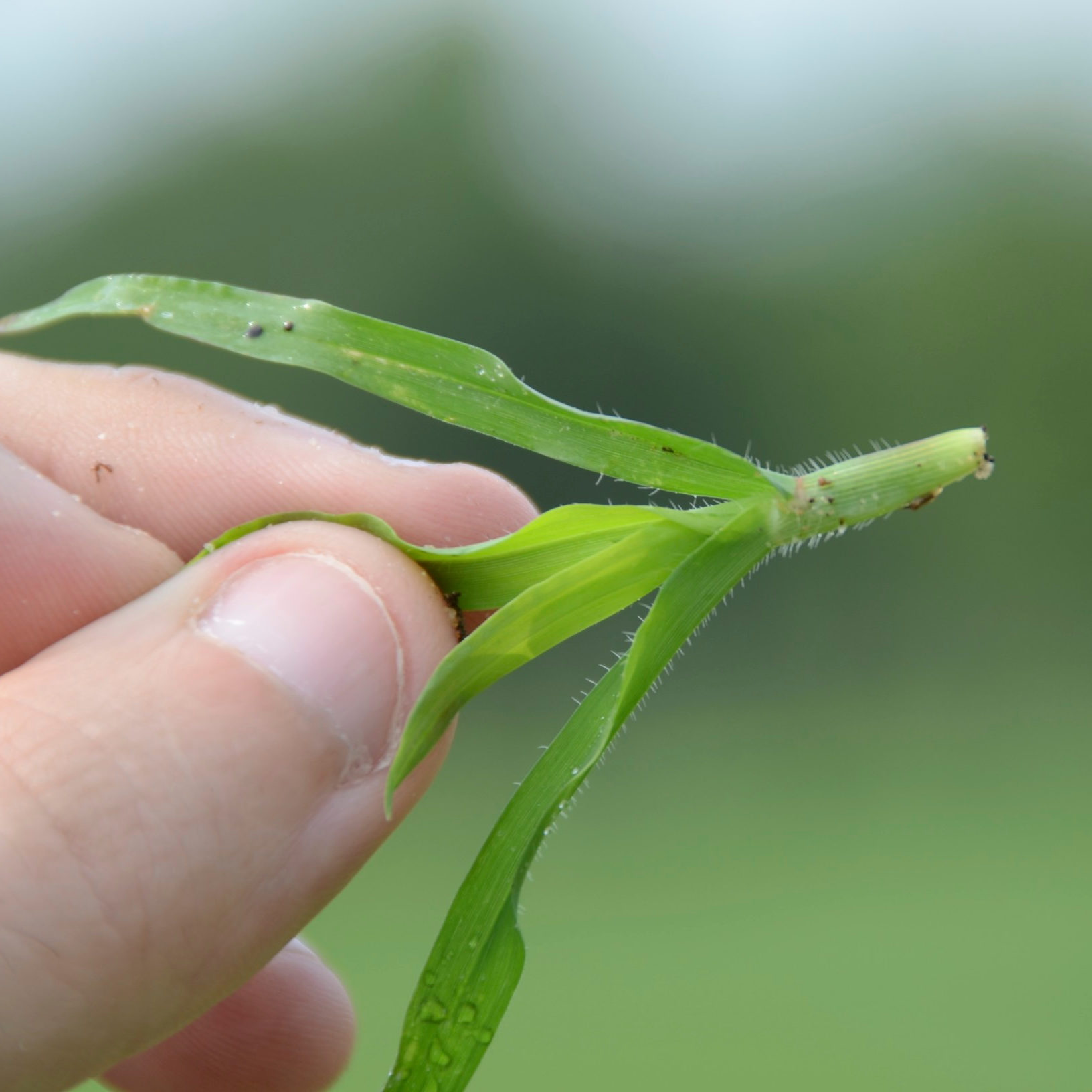 Person holding blade of grass 