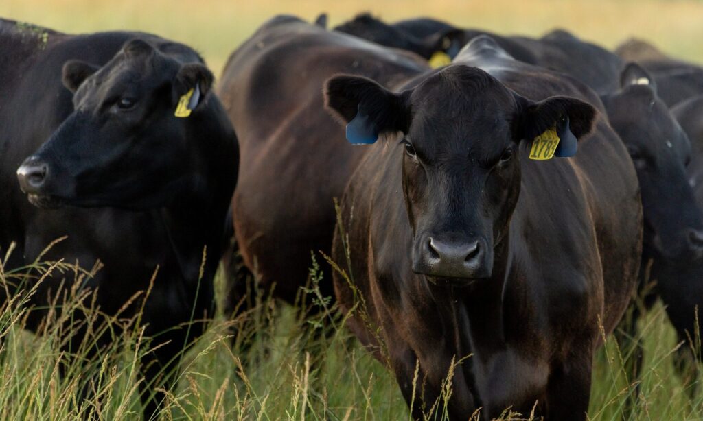 Beef cattle
