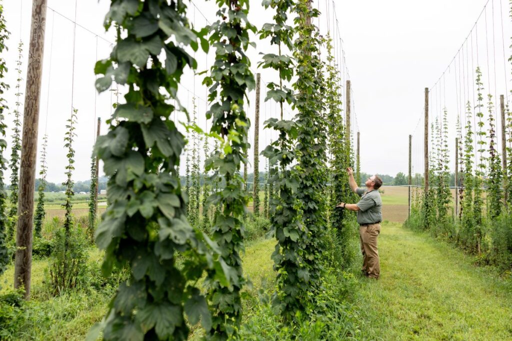 A person looking up at tall growing hops