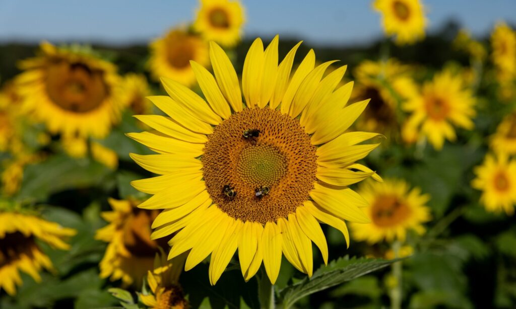 Sunflowers with pollinators
